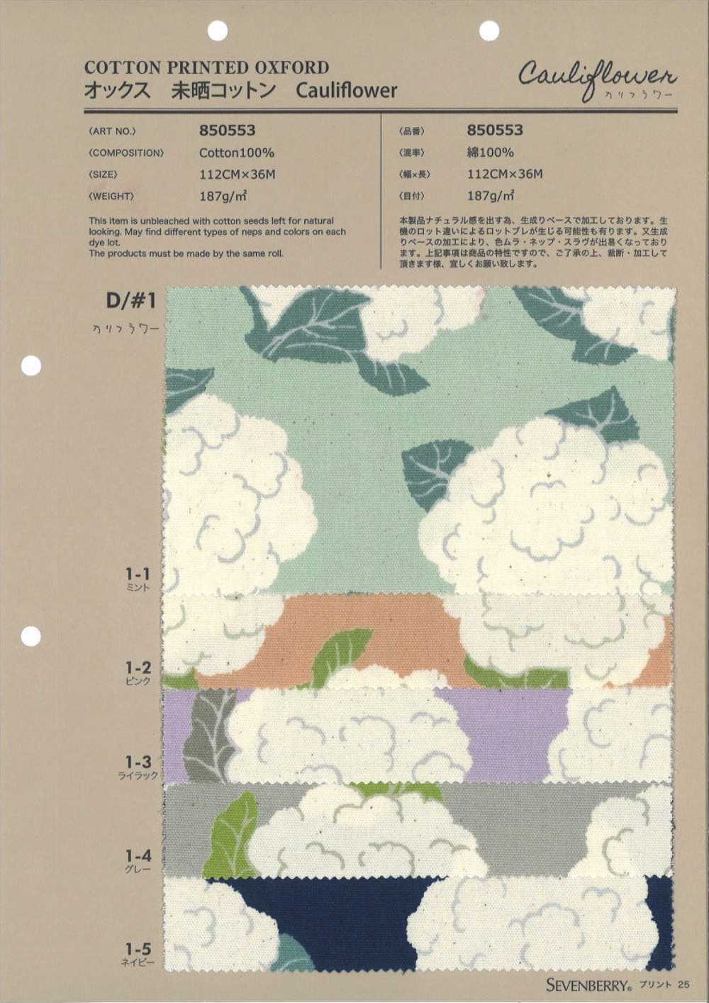 850553 Unbleached Oxford Cotton Cauliflower[Textile / Fabric] VANCET