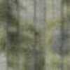 Moss Green