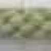 Willow Green