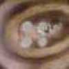 Medium Brown Medium Brown