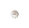 268 2-hole, Borderless Shell Button , Shell
