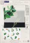 KDP1401-58-DD-783 80 Cotton Typewriter Print